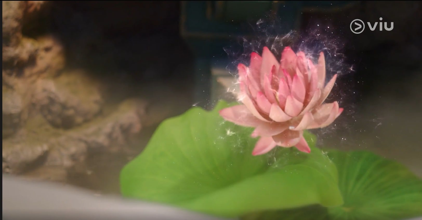 Immortal Samsara ep 8 Lotus